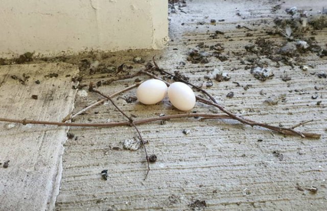 Bird Nests In Random Places (25 pics)