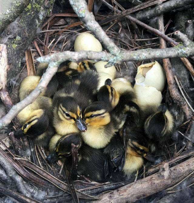 Bird Nests In Random Places (25 pics)