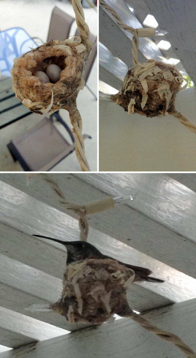 Bird Nests In Random Places (25 pics)
