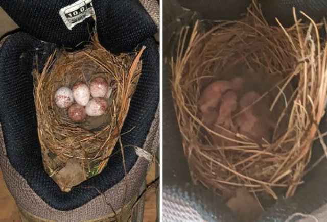 Bird Nests In Random Places (25 pics)