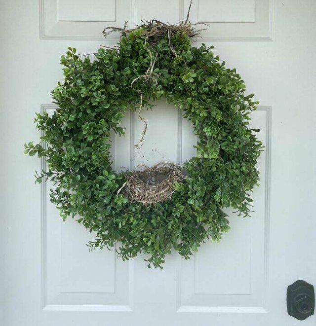 Bird Nests In Random Places (25 pics)