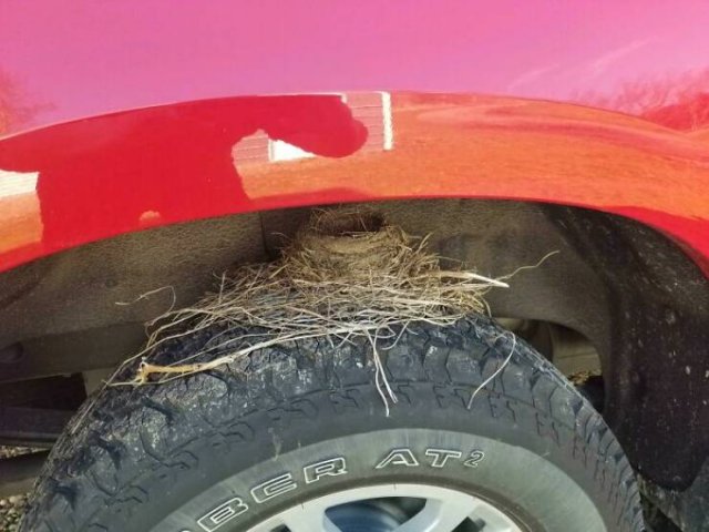 Bird Nests In Random Places (25 pics)