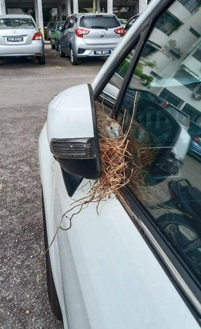 Bird Nests In Random Places (25 pics)
