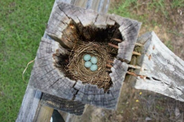 Bird Nests In Random Places (25 pics)