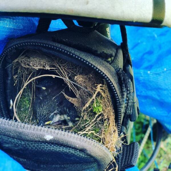 Bird Nests In Random Places (25 pics)