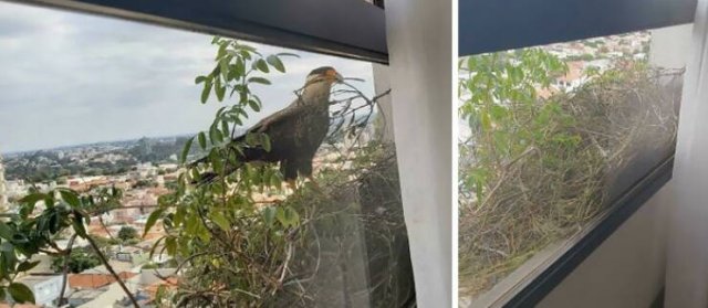 Bird Nests In Random Places (25 pics)