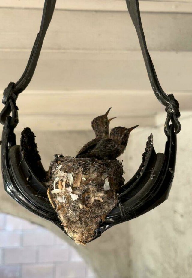 Bird Nests In Random Places (25 pics)