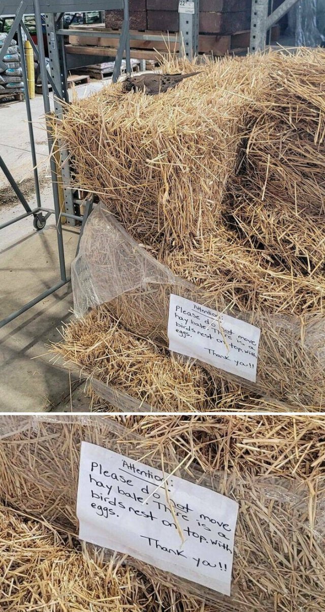 Bird Nests In Random Places (25 pics)