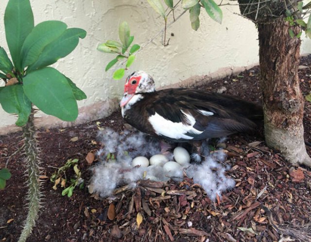 Bird Nests In Random Places (25 pics)