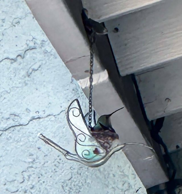 Bird Nests In Random Places (25 pics)