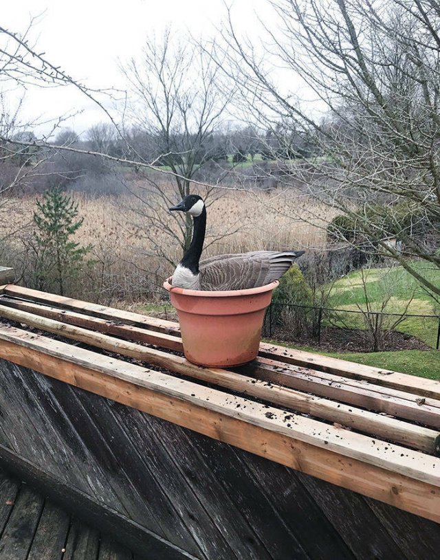Bird Nests In Random Places (25 pics)