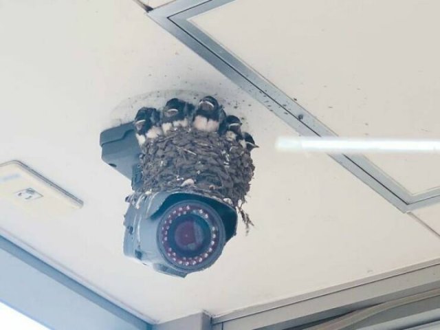 Bird Nests In Random Places (25 pics)