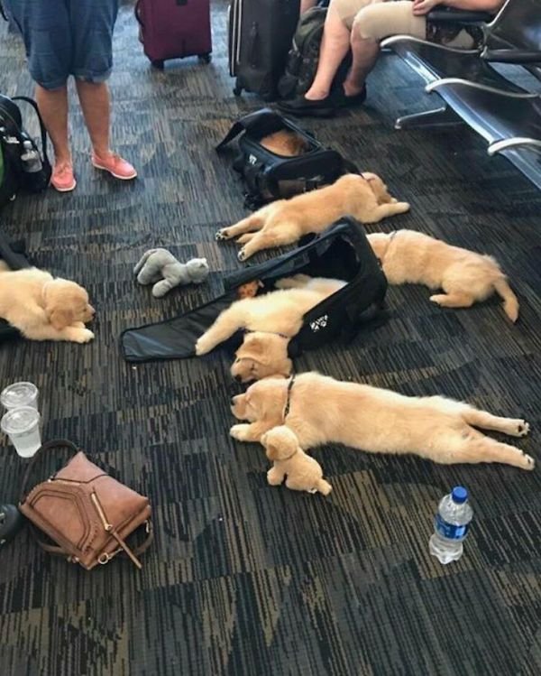 Unexpected Finds In Airports (30 pics)
