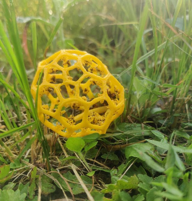 Amazing And Unusual Finds (29 pics) Amazing And Unusual Finds (29 pics)