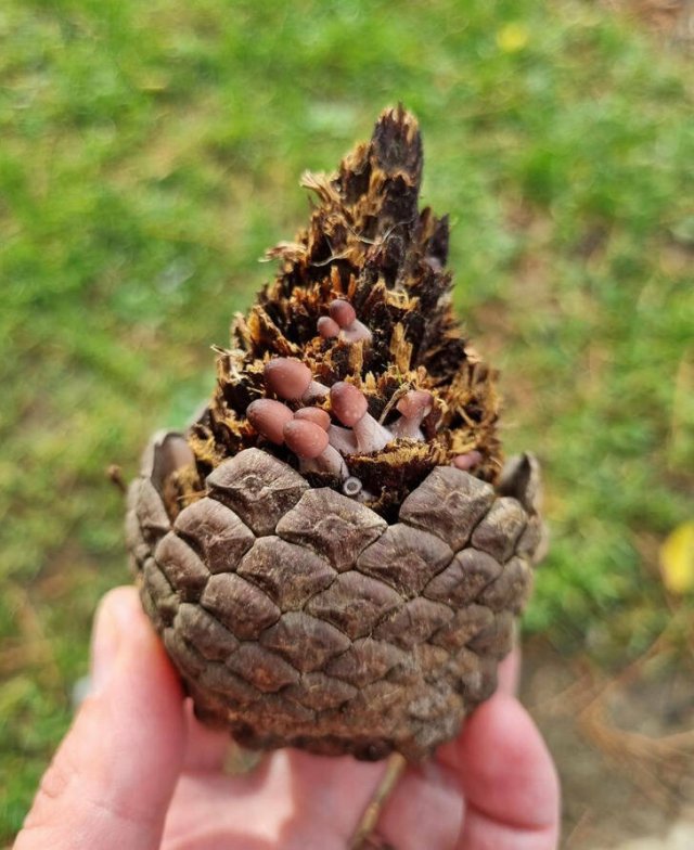 Amazing And Unusual Finds (29 pics)