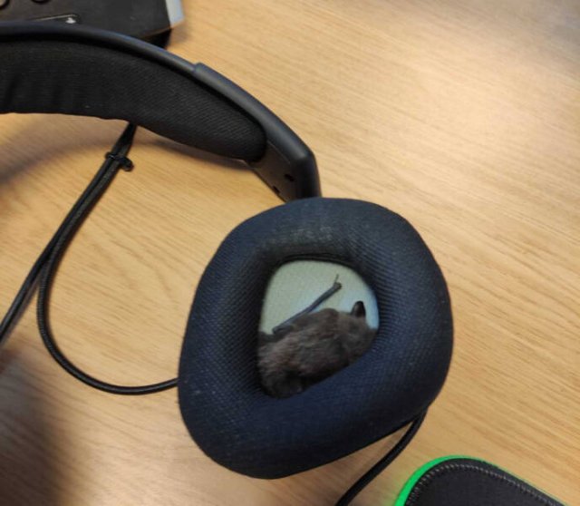 Amazing And Unusual Finds (29 pics) Amazing And Unusual Finds (29 pics)