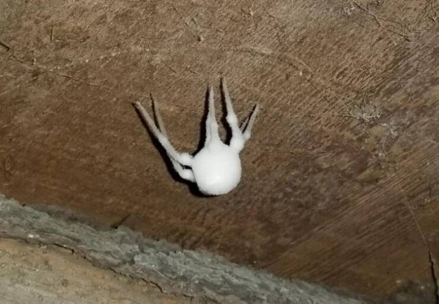 Amazing And Unusual Finds (29 pics) Amazing And Unusual Finds (29 pics)