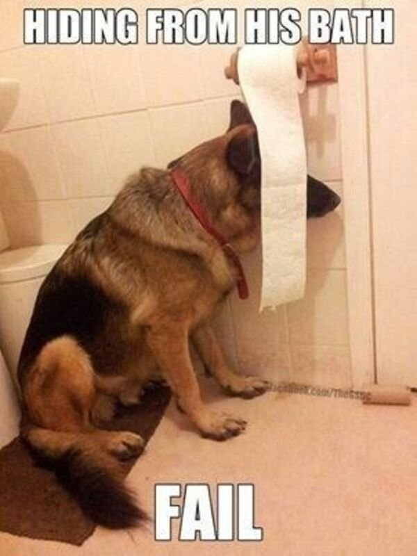 Funny Dogs (33 pics)