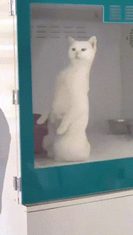 Cute And Funny Cats (30 pics)