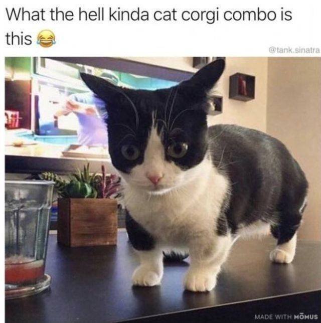 Cute And Funny Pets (53 pics)