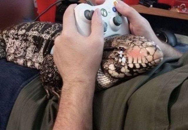 Cute And Funny Pets (53 pics)