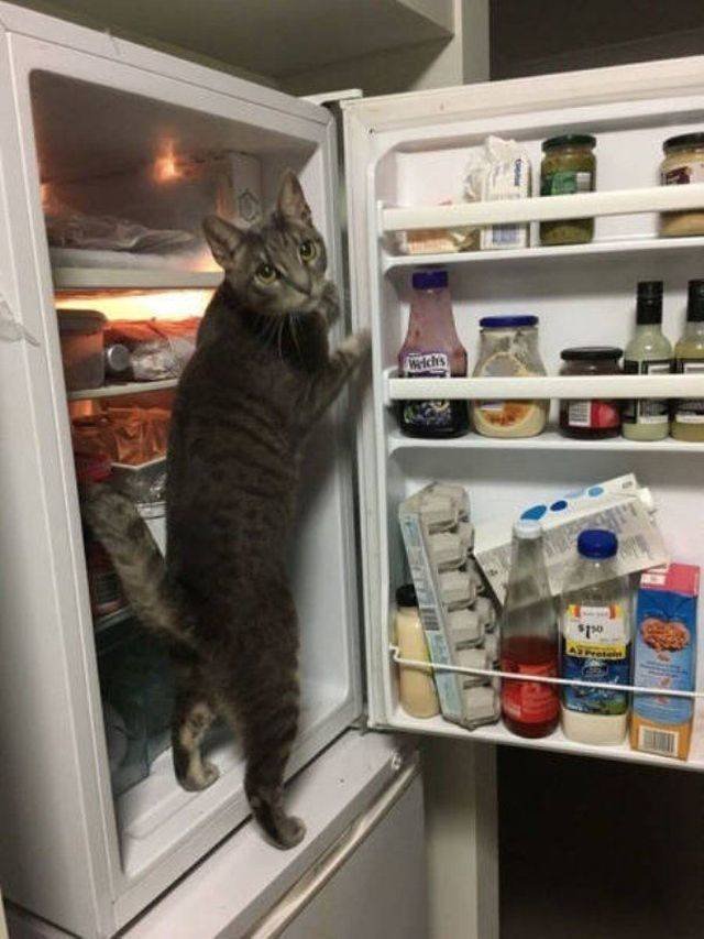 Funny Animals (58 pics)