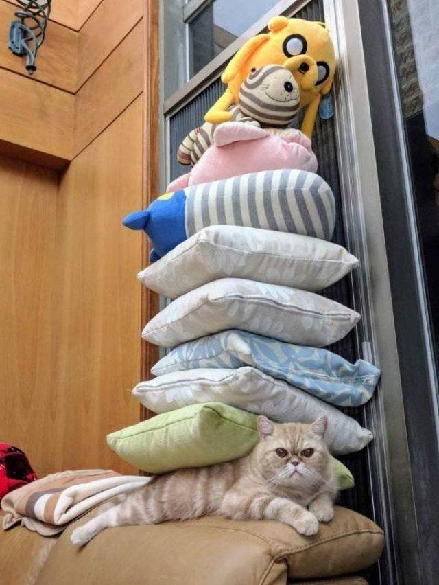 Funny Animals (58 pics)
