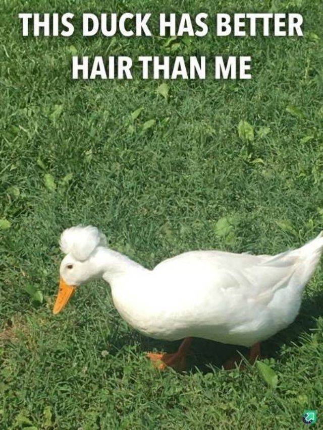 Funny Animals (58 pics)