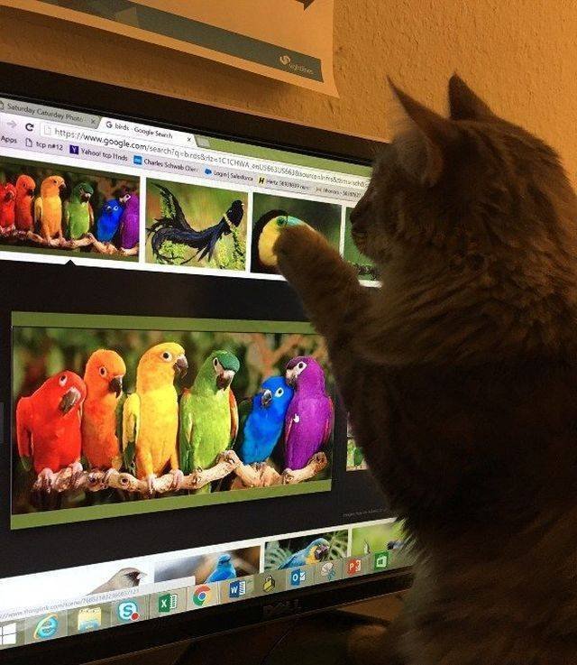 Funny Animals (58 pics)