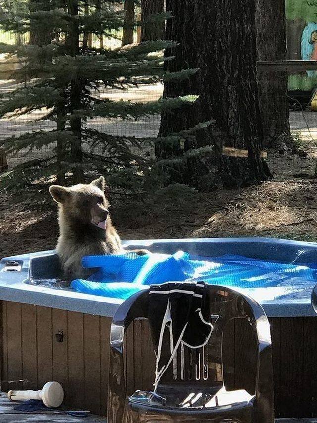 Funny Animals (58 pics)