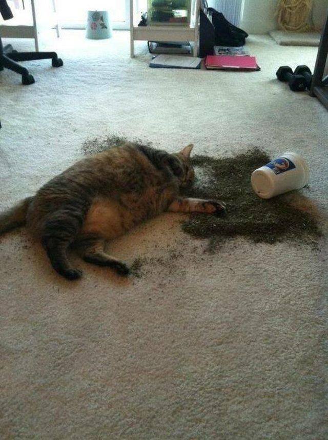 Funny Animals (58 pics)