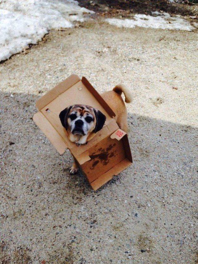 Funny Animals (58 pics)