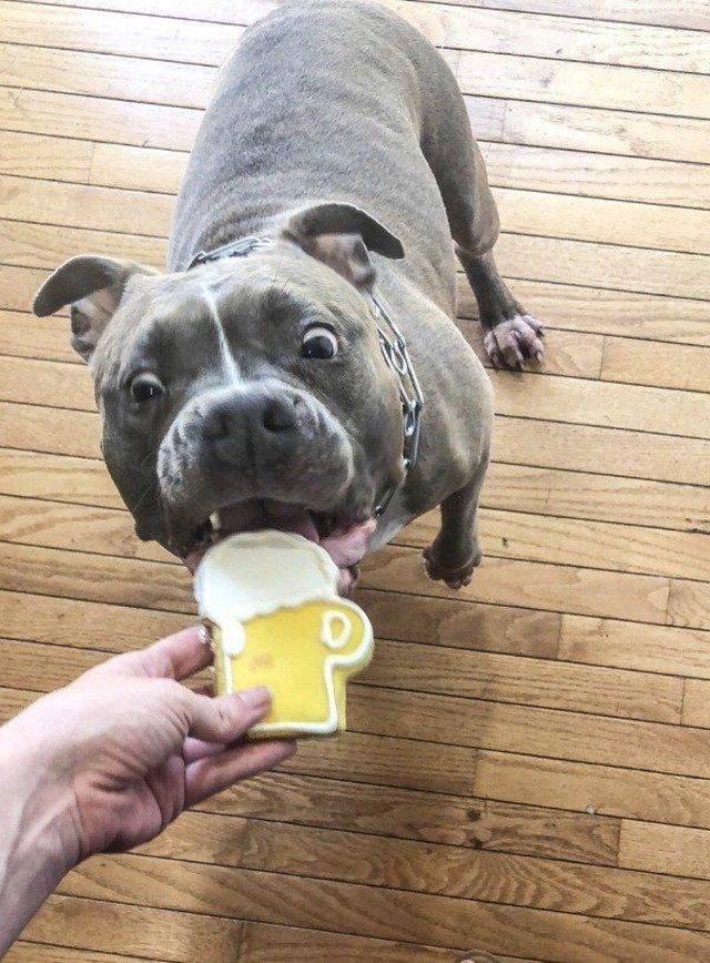 Cute And Funny Pets (53 pics)