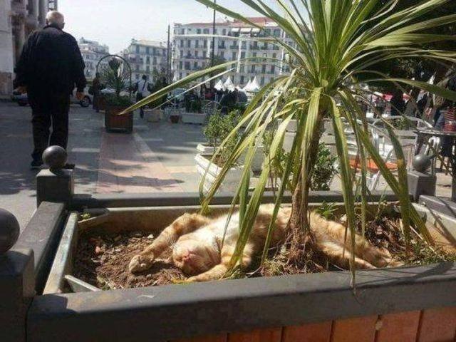 Funny Animals (58 pics)