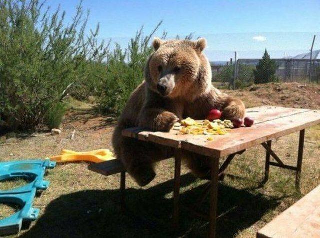 Funny Animals (58 pics)