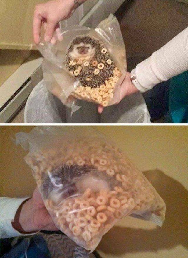 Funny Animals (58 pics)