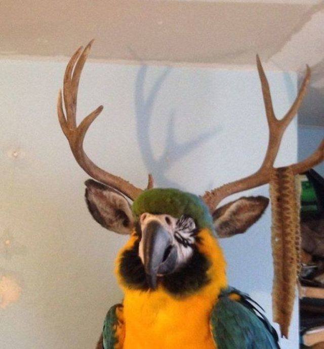 Funny Animals (58 pics)