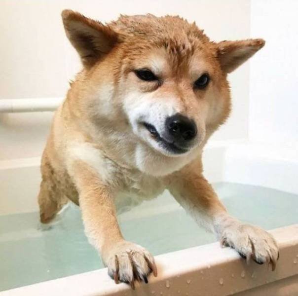 Funny Animals (58 pics)