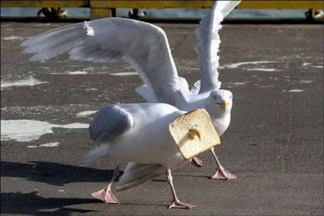 Funny Animals (58 pics)