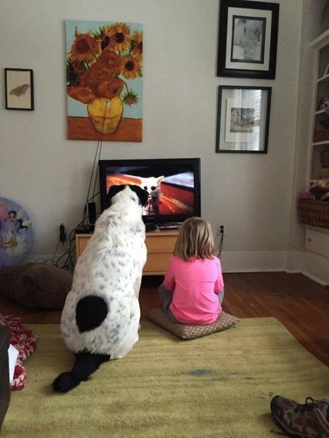 Funny Animals (58 pics)