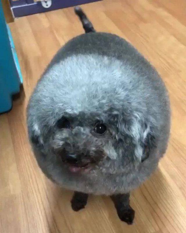 Cute And Funny Pets (53 pics)