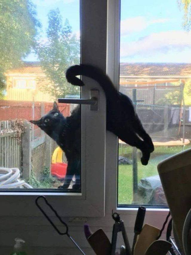 Funny Animals (58 pics)