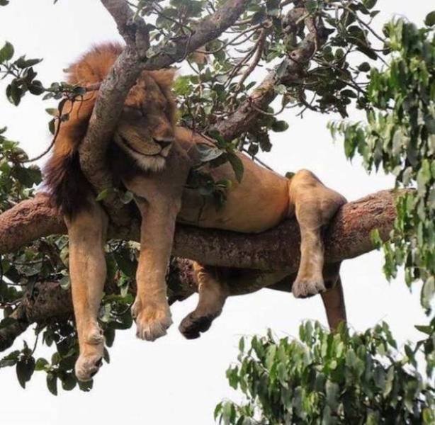 Funny Animals (58 pics)