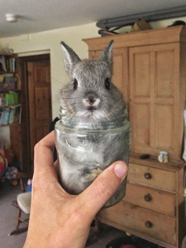 Funny Animals (58 pics)