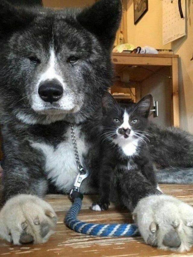 Funny Animals (58 pics)
