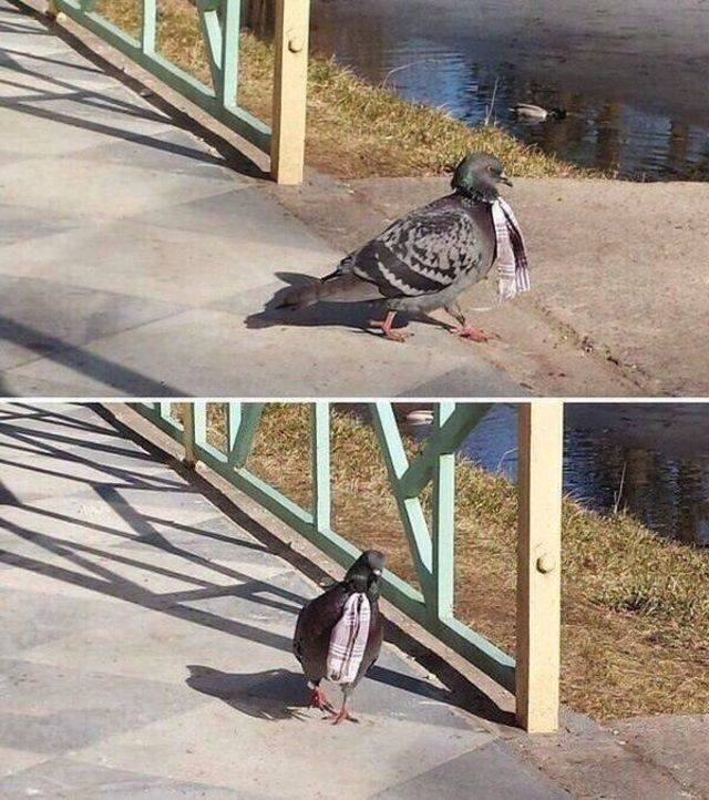 Funny Animals (58 pics)