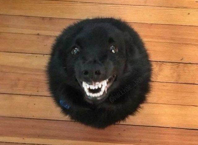 Cute And Funny Pets (53 pics)