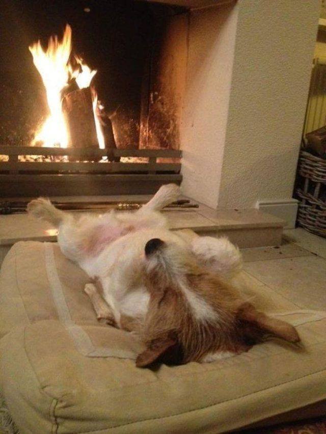 Funny Animals (58 pics)