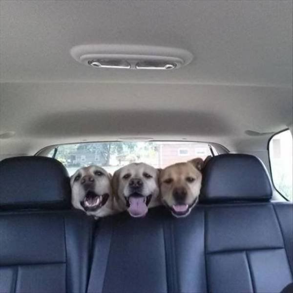 Funny Animals (58 pics)