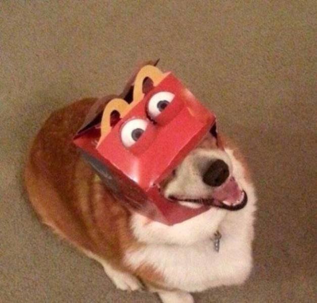 Funny Animals (58 pics)